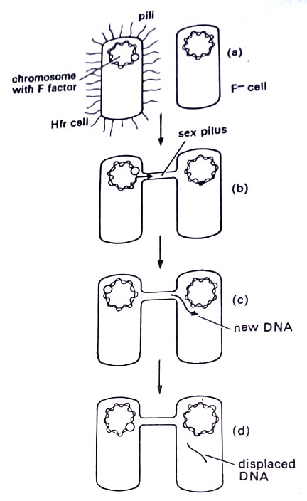 conjugation Between Hfr and F cells